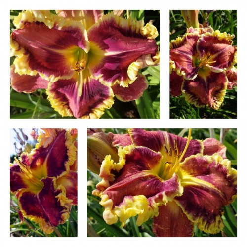 ���� ����