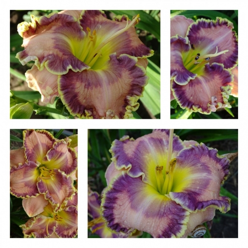 ������� ���