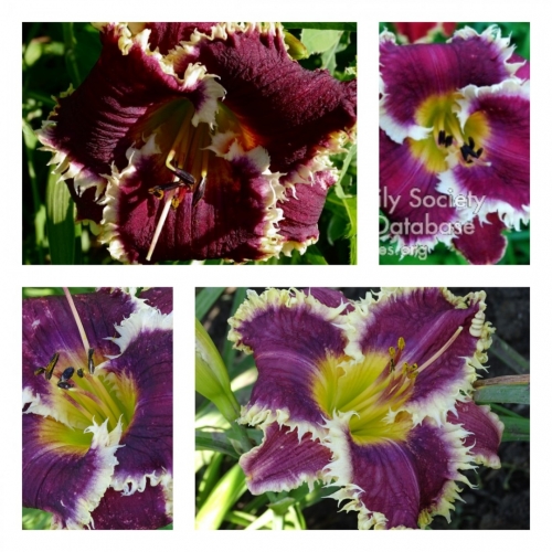 Happy Teeth ������ �������