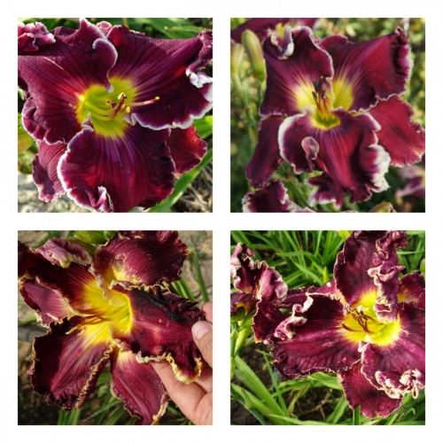 Black Cherry Magnum  ������ �������