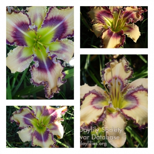 Anne's True Grattitude