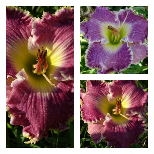 Cutting Loose ������ �������