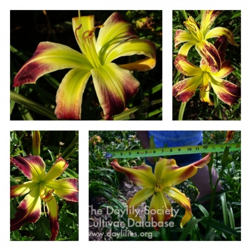 Emerald Tarantula  ������ �������