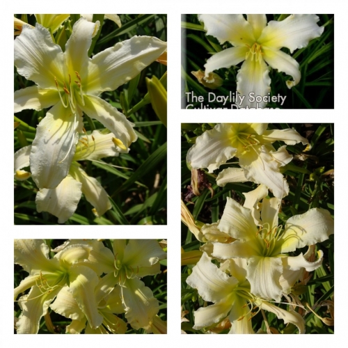 Heavenly Angel Ice ������ �������