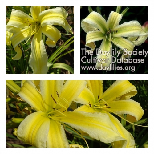 Heavenly Flight of Angels  ������ �������