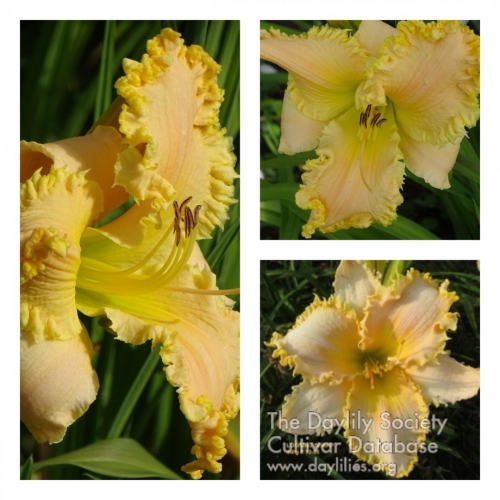 Looking Sharp ������ �������