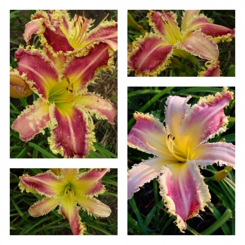 Vampire Fish ������ �������