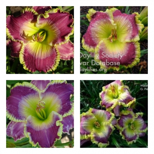 Wizard of Awe  ������ �������