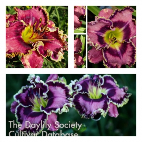 Volaris ������ �������