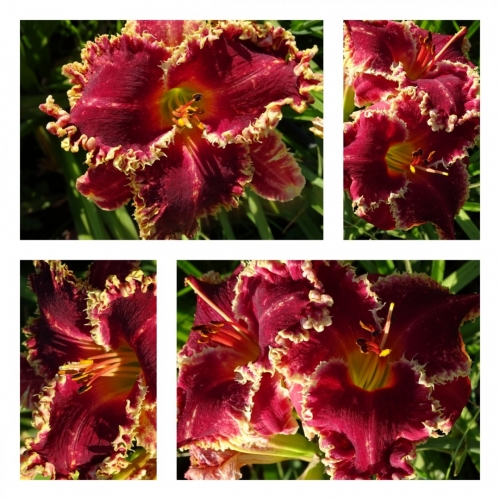 Van Helsing ������ �������