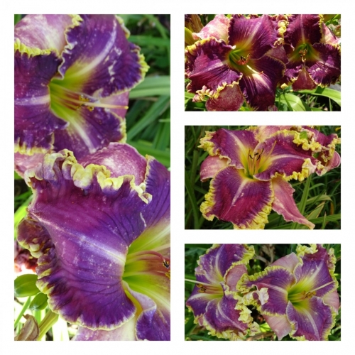 ����� ��������� ���� ������ �������