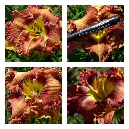 ����������� ��� ������ �������