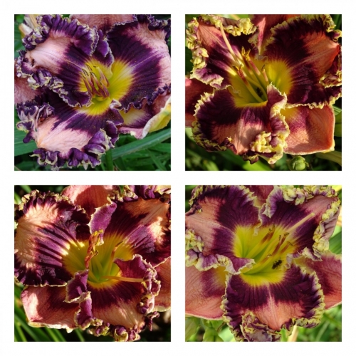 ����� ǳ��� ������ ������ �������