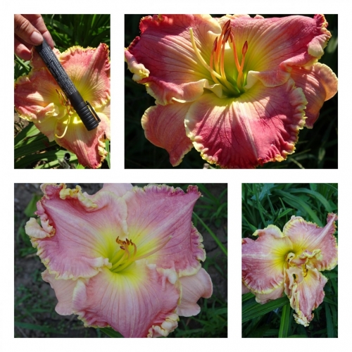 ������� �����