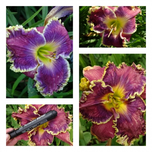 ���� ������