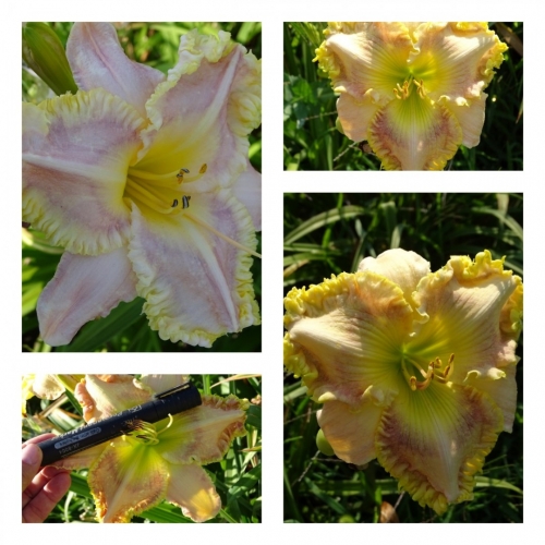 �������� �����