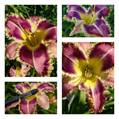 ����������� ����������