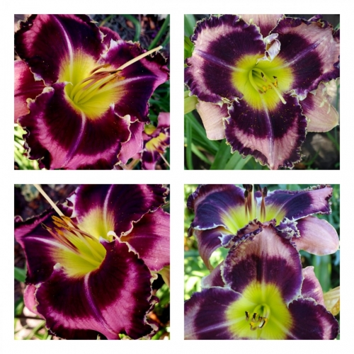 �������� �����