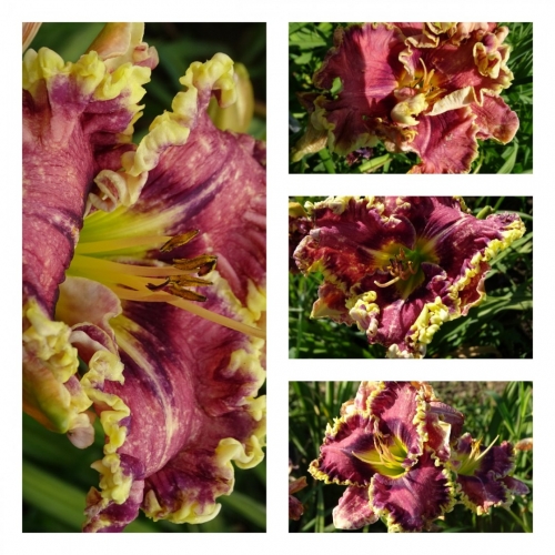 �������� ����