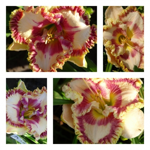 ������ ĳ�����