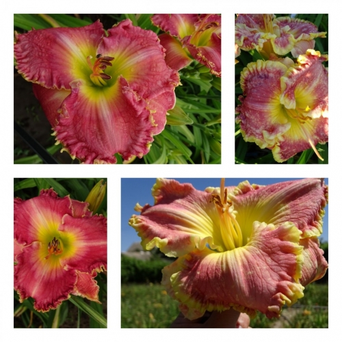 ������� ���� ����