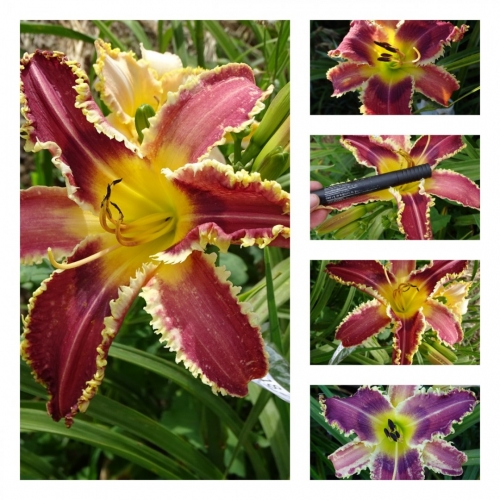 ����� г�-������ ������