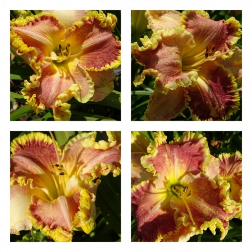 �������� ������