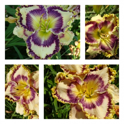 ������� ���