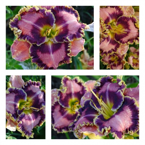 ������� ����