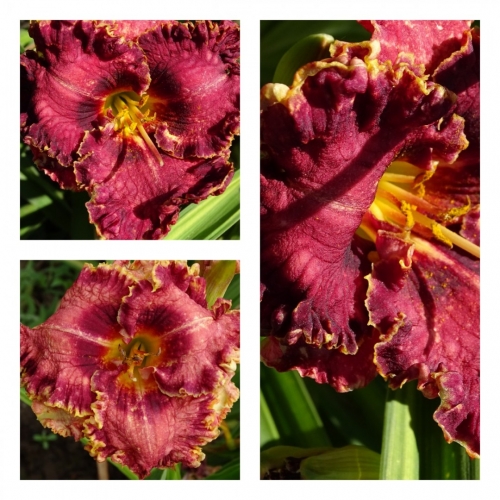 ������ �����