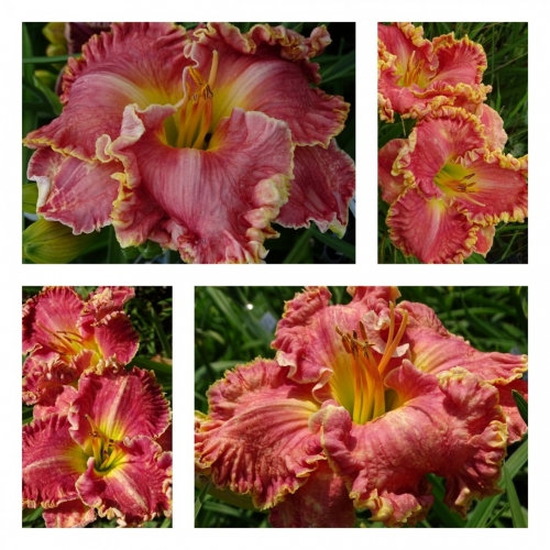 ���� �����