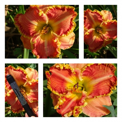 �������� ������