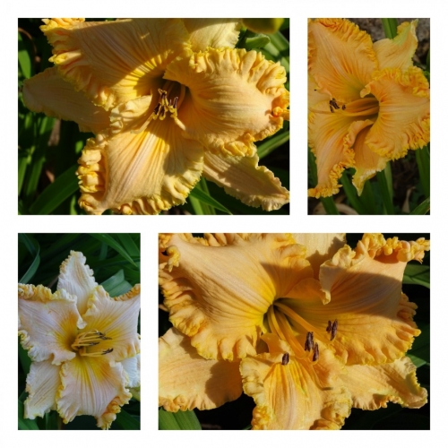 ���������� ˳��