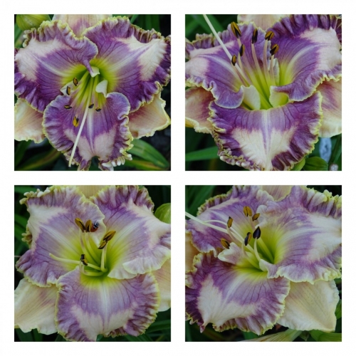 ������� �����