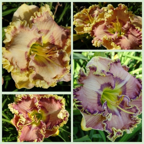 �������� ����