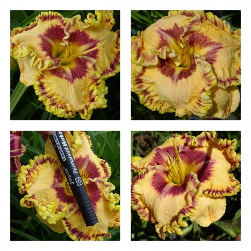 ����� �� ������ ����