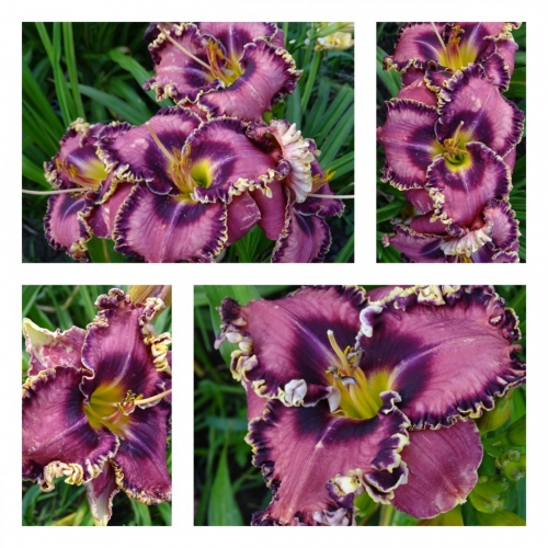 �������� ���