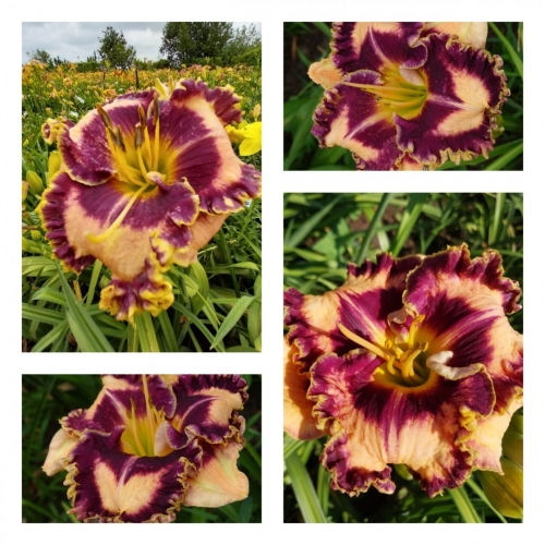 �����-����