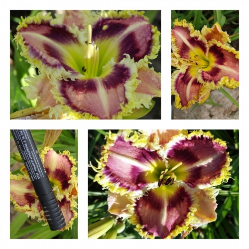 ������� ����