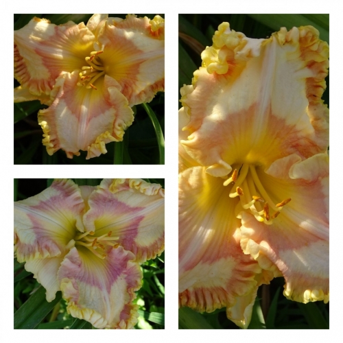 ����� �������