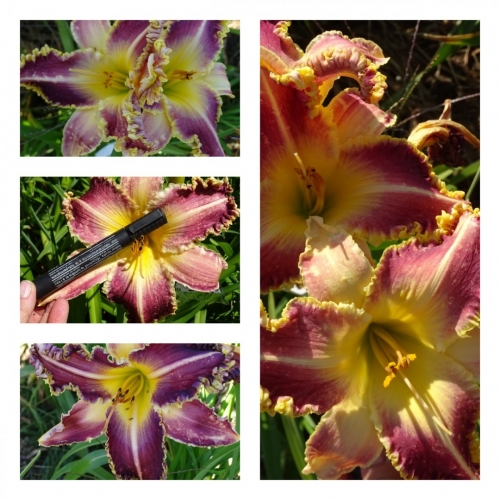 �������� �����