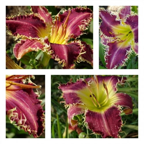 ϳ������� ���������