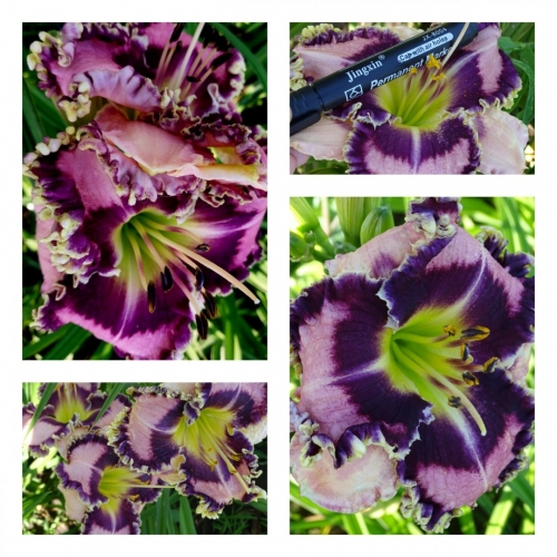 �������� �� �������