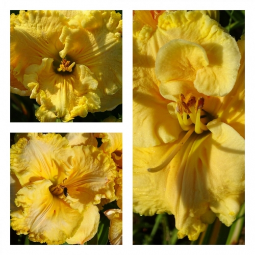 ������ ����� ��������