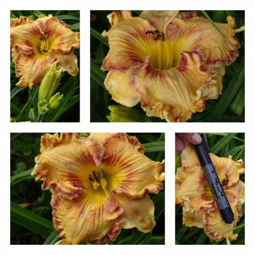 г���� ����