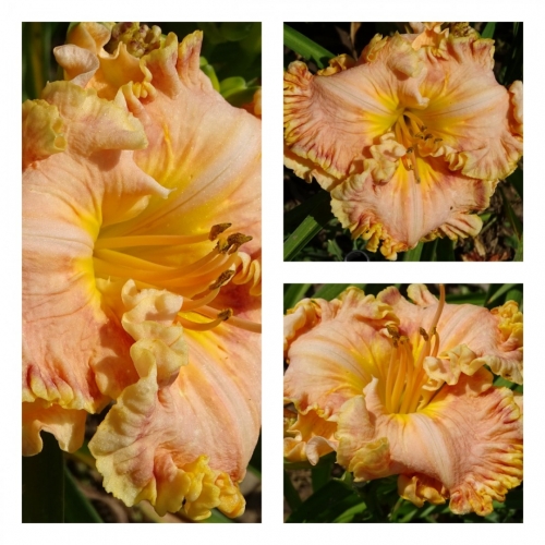 ����� �����