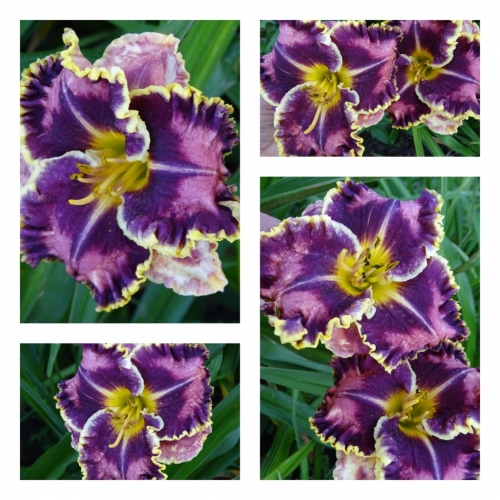 ���� ������