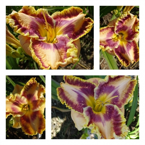 ������ �������᳿