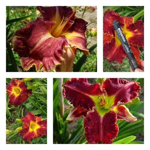 ������ �������