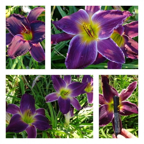 ����� �����